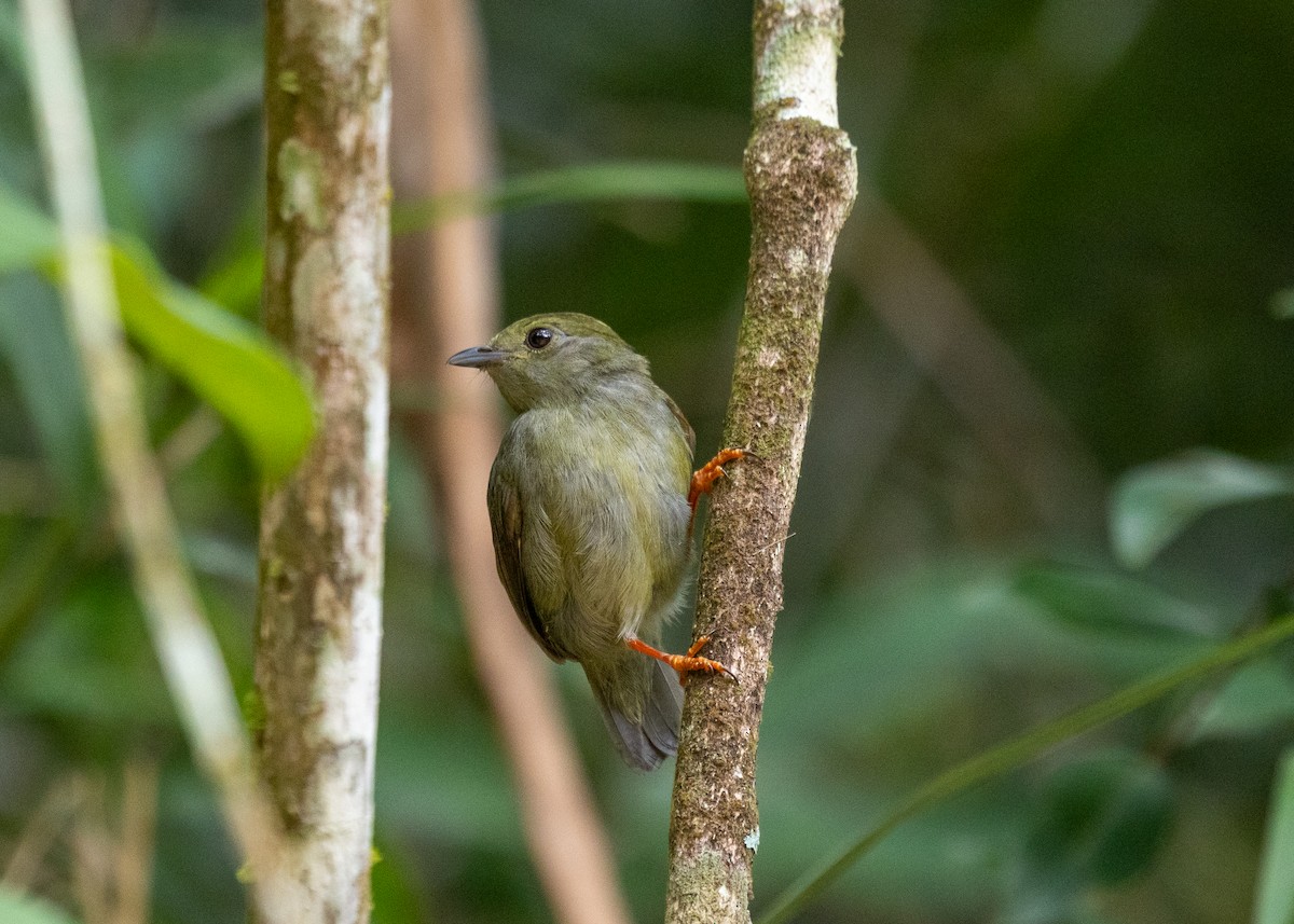 White-bearded Manakin - Silvia Faustino Linhares