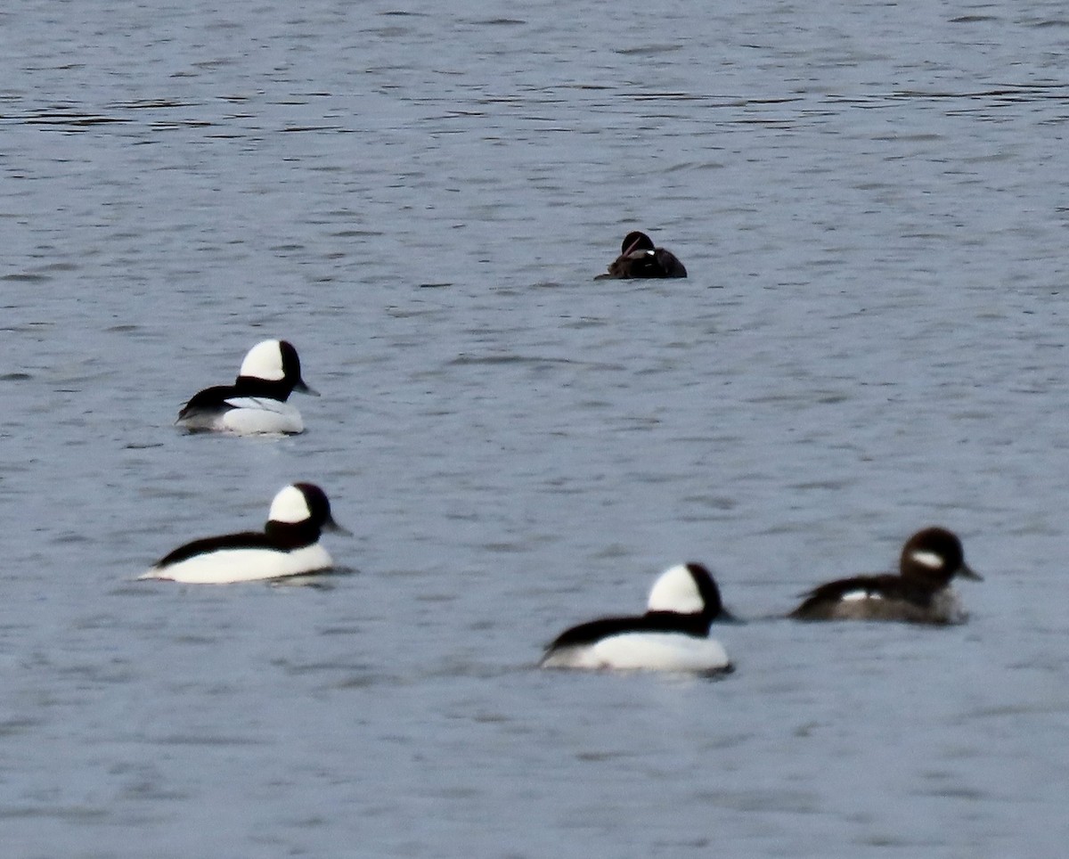 Bufflehead - ML613233312