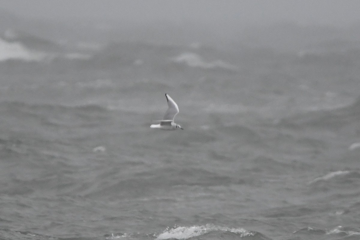 Bonaparte's Gull - ML613233316