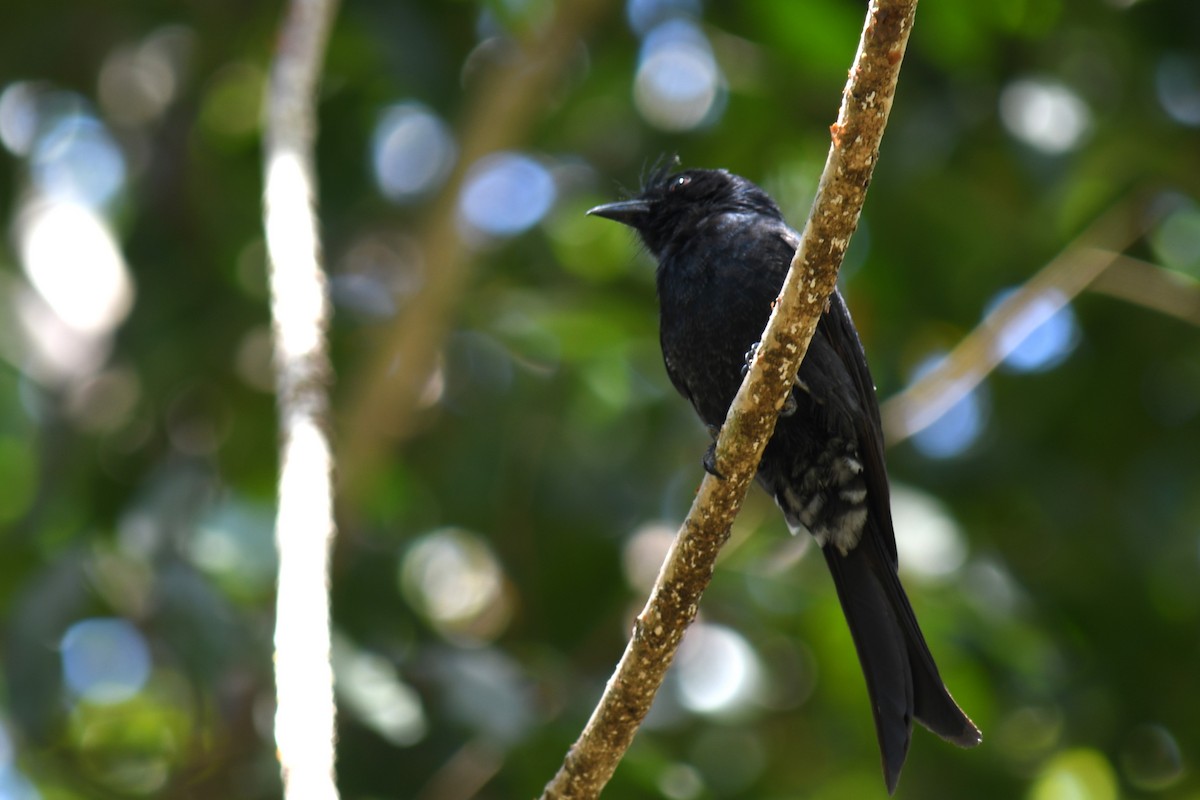 Madagaskardrongo (forficatus) - ML613233347