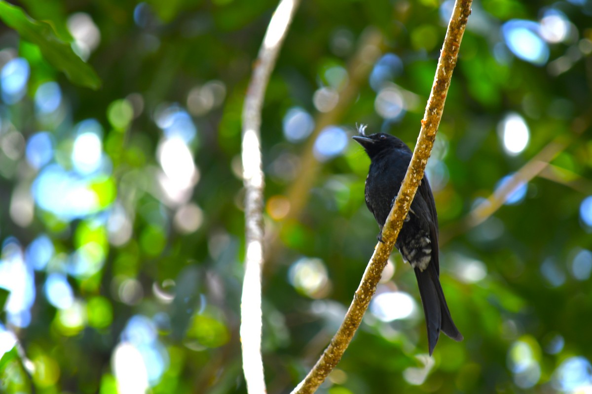 Crested Drongo (Madagascar) - ML613233348