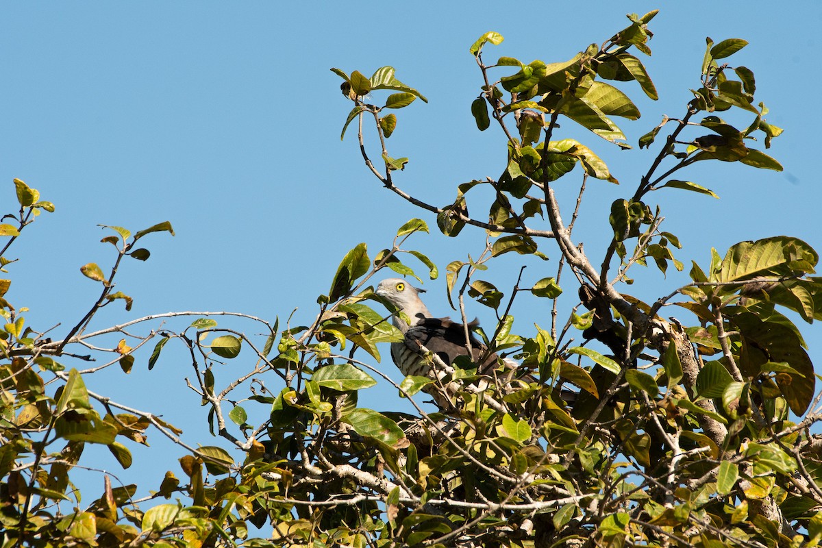 Papuaweih - ML613233366