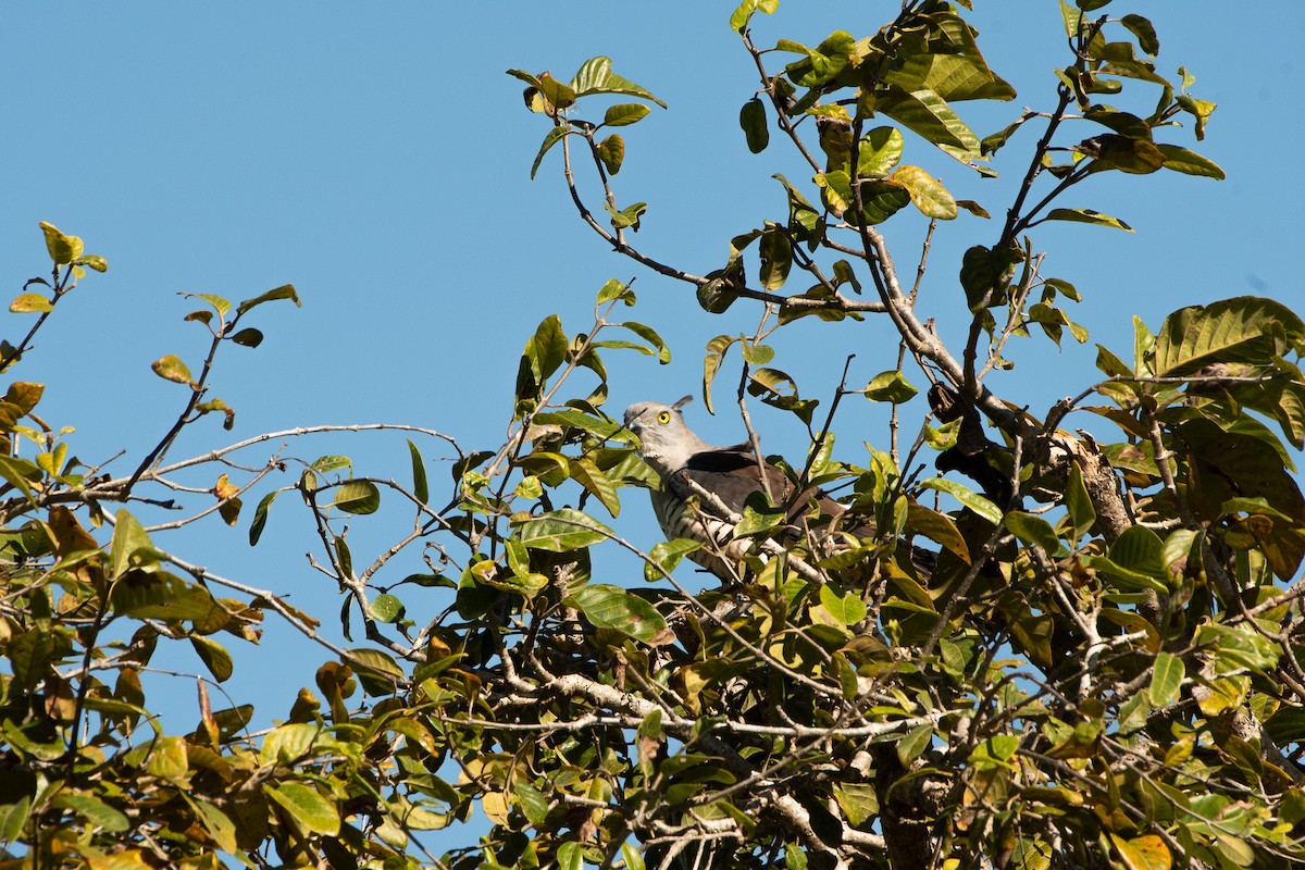 Papuaweih - ML613233367