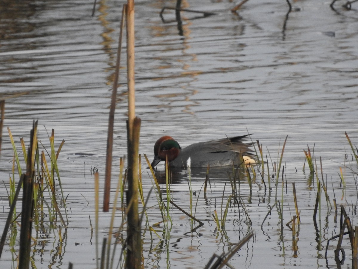 Green-winged Teal - ML613233377