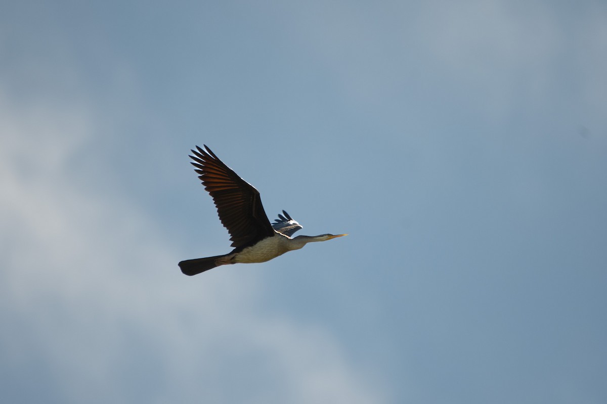 Austral-Schlangenhalsvogel - ML613233403