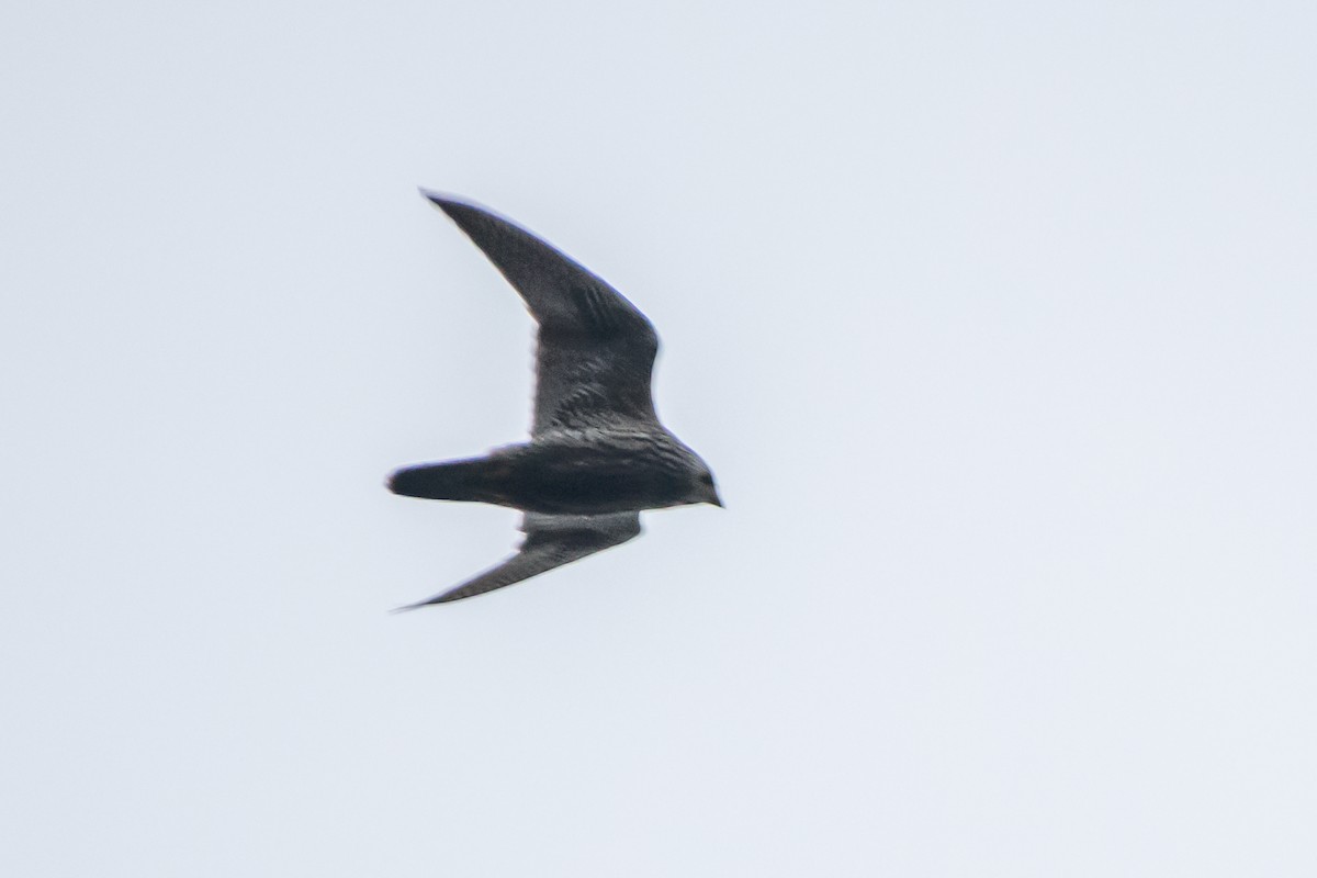 Peregrine Falcon (Eurasian) - ML613233417