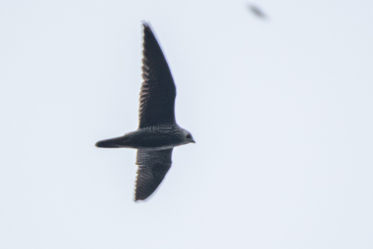 Peregrine Falcon (Eurasian) - ML613233420