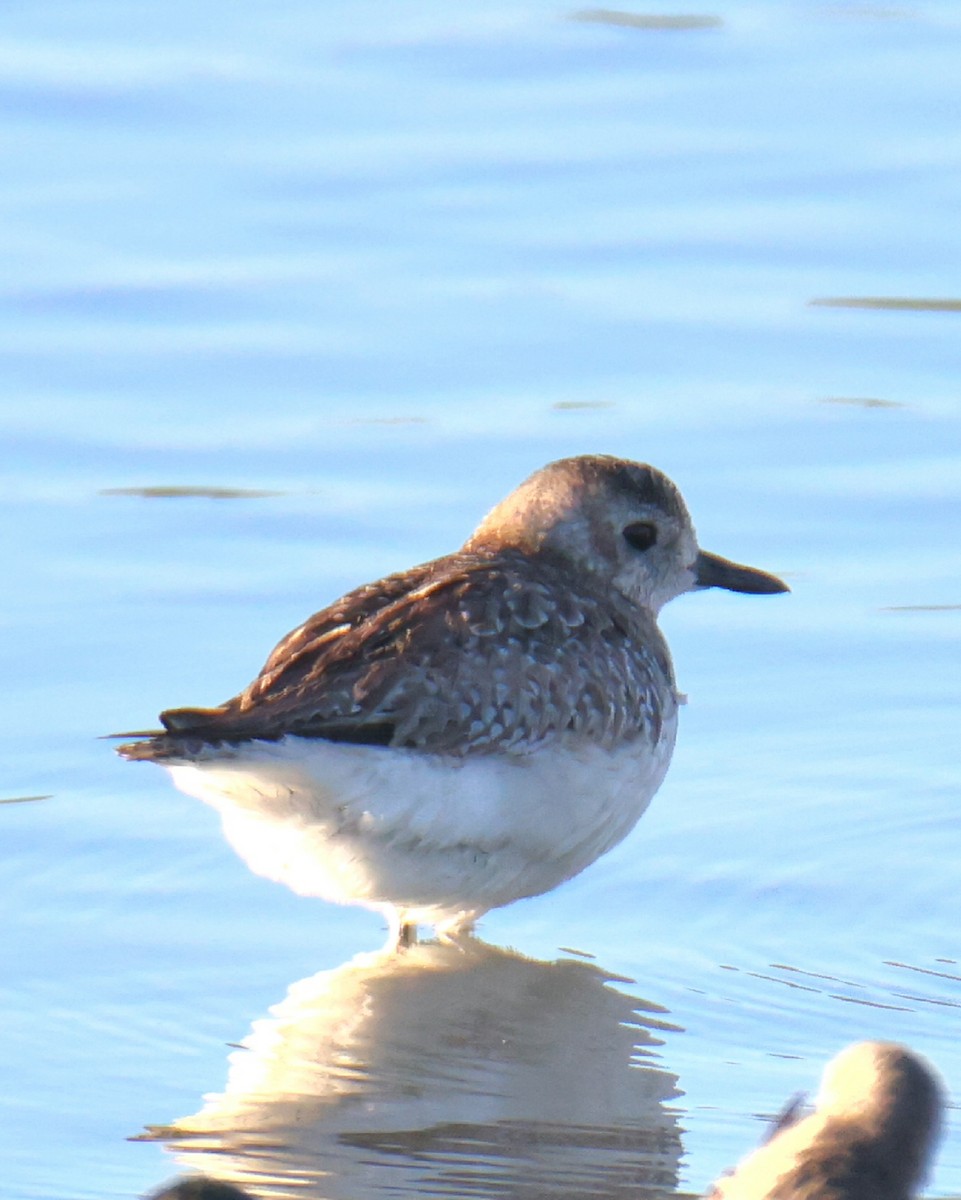 Black-bellied Plover - ML613233428