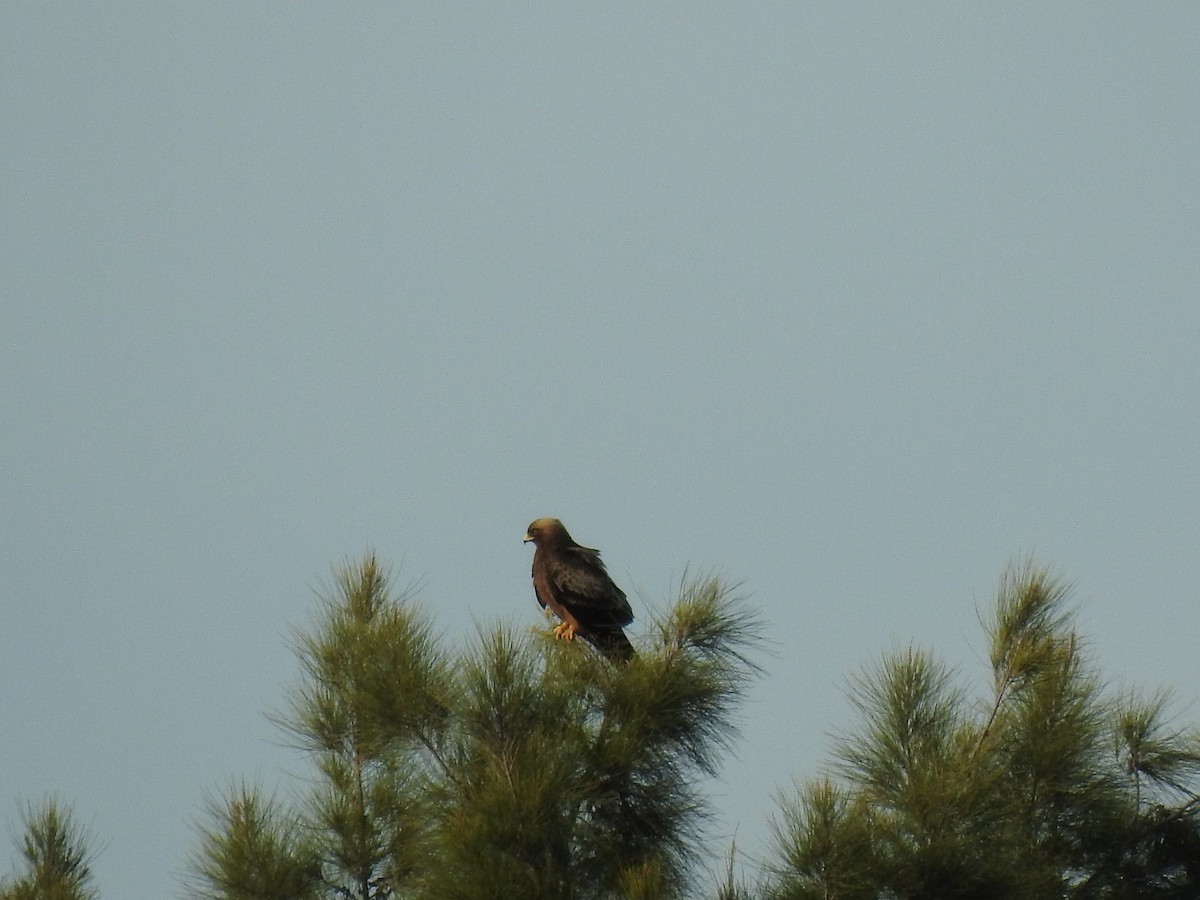 Booted Eagle - ML613233433