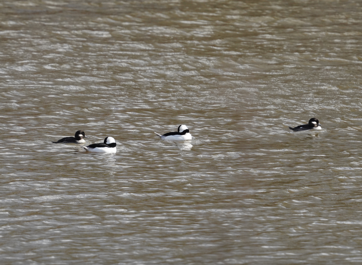 Bufflehead - ML613233438