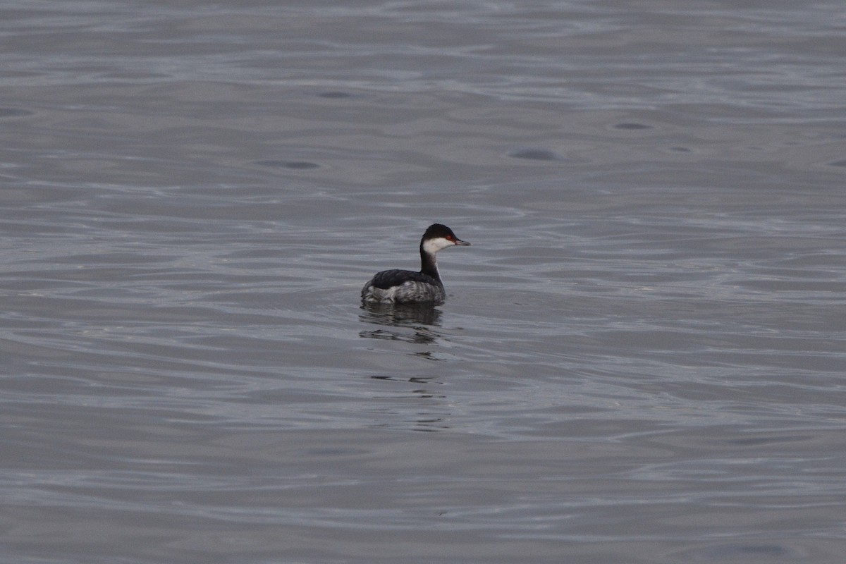 Horned Grebe - Ian Thomson