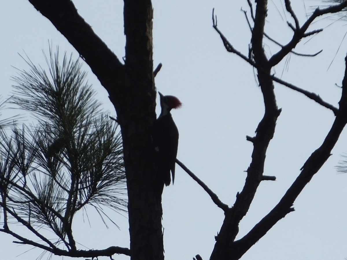 Pileated Woodpecker - ML613233478