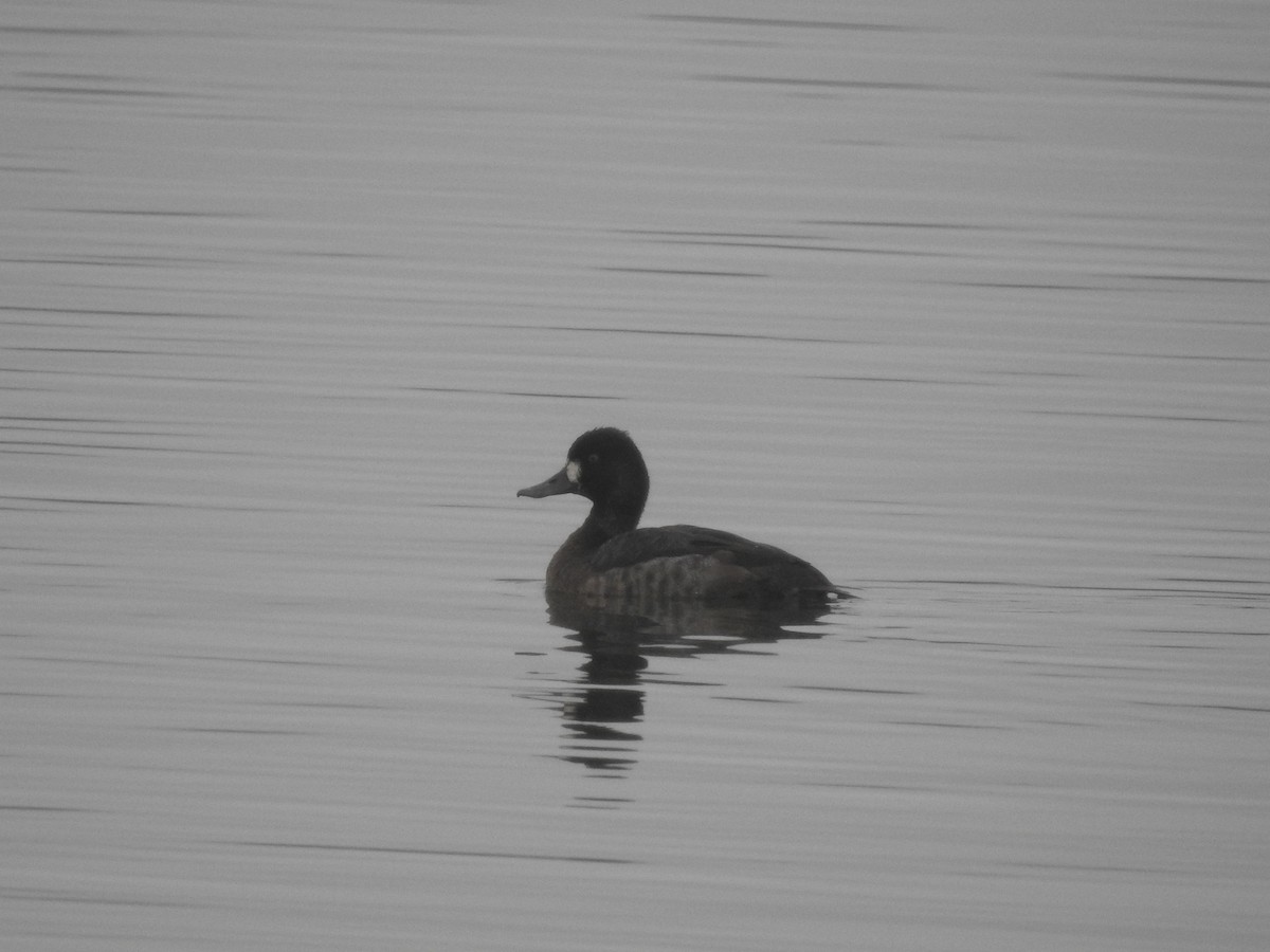 Lesser Scaup - ML613233498