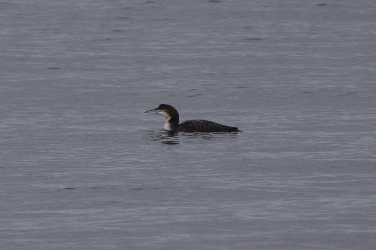 Common Loon - ML613233518