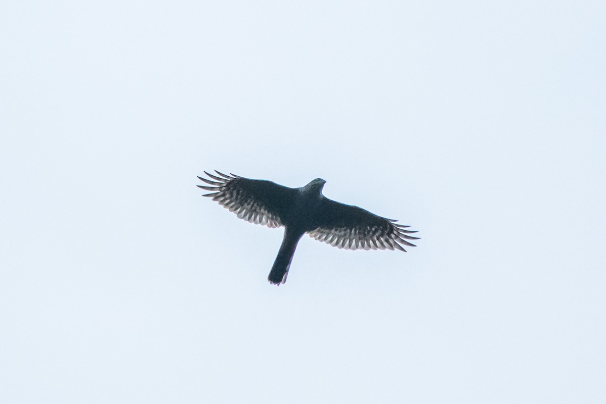 Eurasian Sparrowhawk - ML613233560