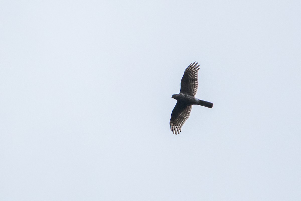 Eurasian Sparrowhawk - ML613233561