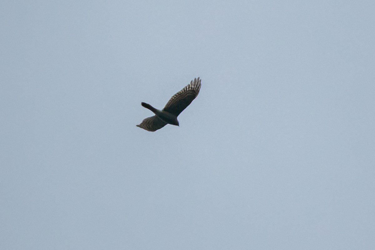 Eurasian Sparrowhawk - ML613233562