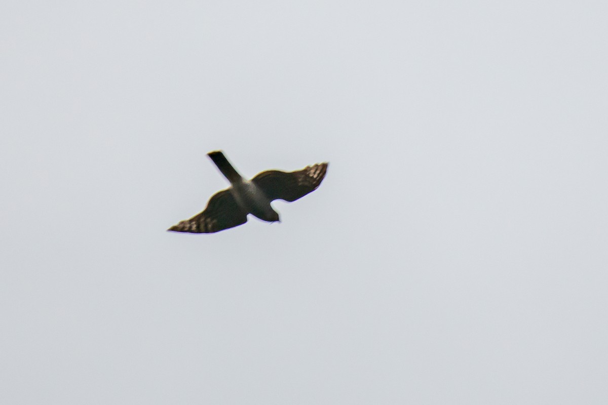 Eurasian Sparrowhawk - ML613233565