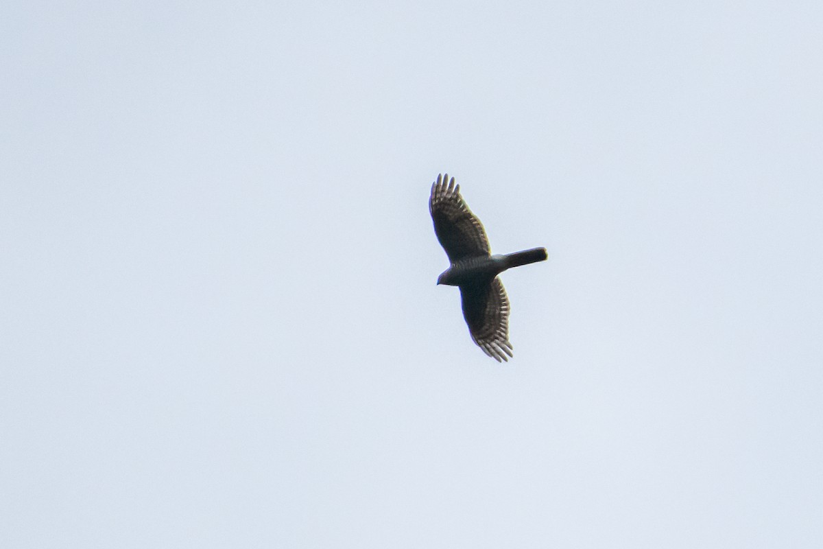 Eurasian Sparrowhawk - ML613233566