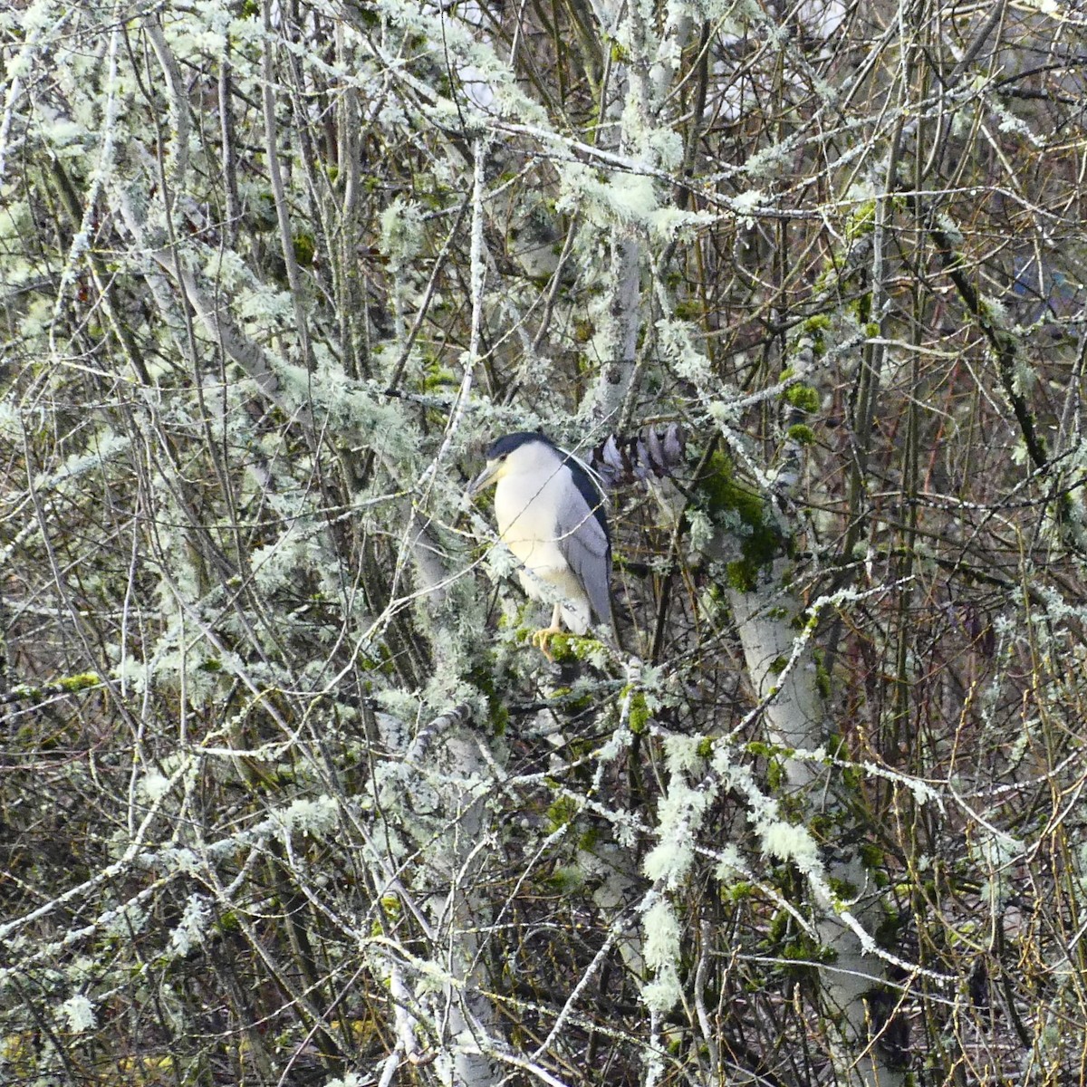 Black-crowned Night Heron - ML613233572