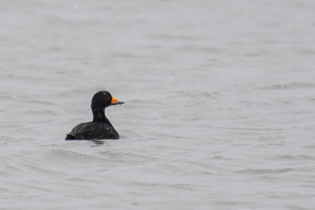 Black Scoter - Jay Rand