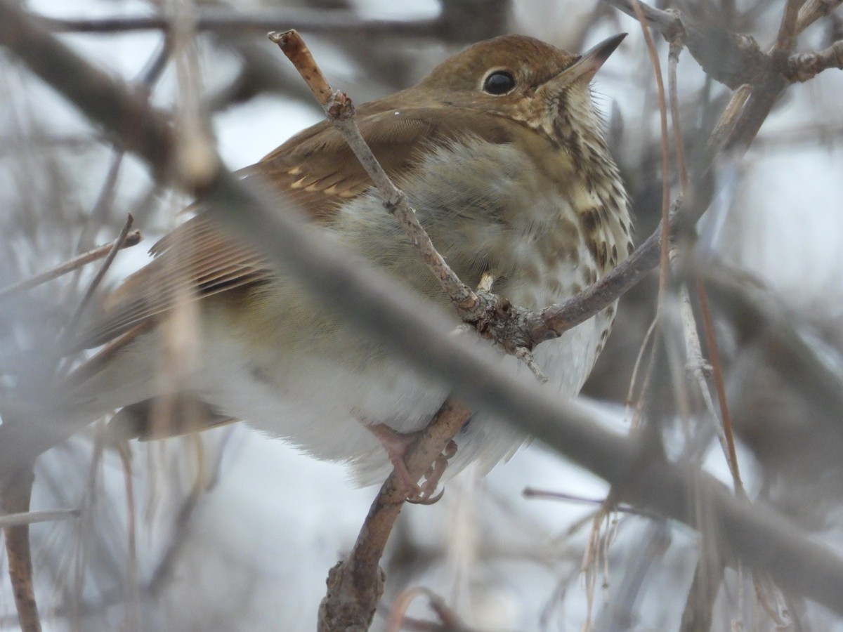 Hermit Thrush - ML613233651