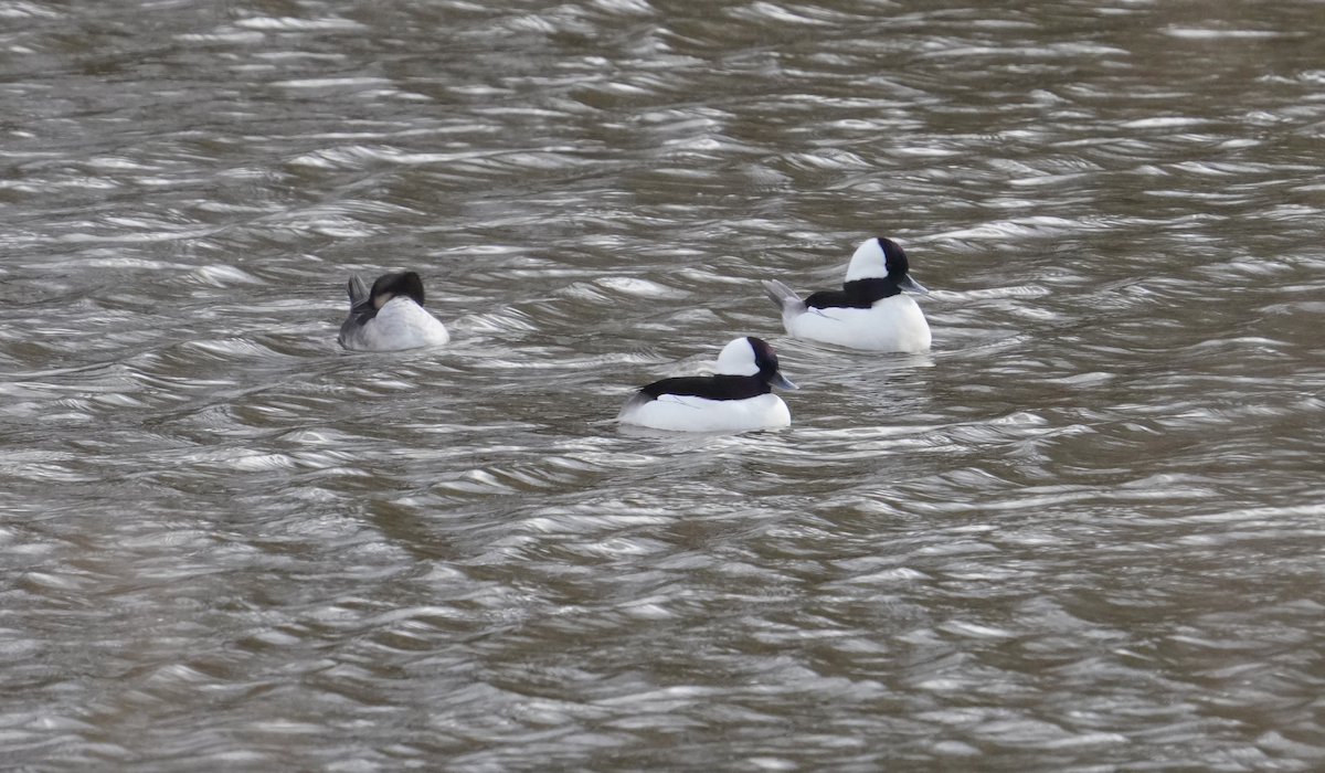 Bufflehead - ML613233655