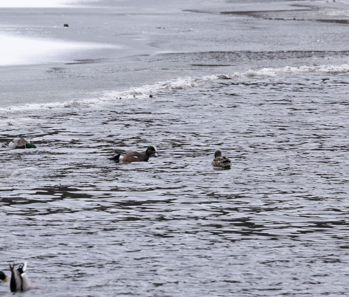 American Wigeon - Brad Argue