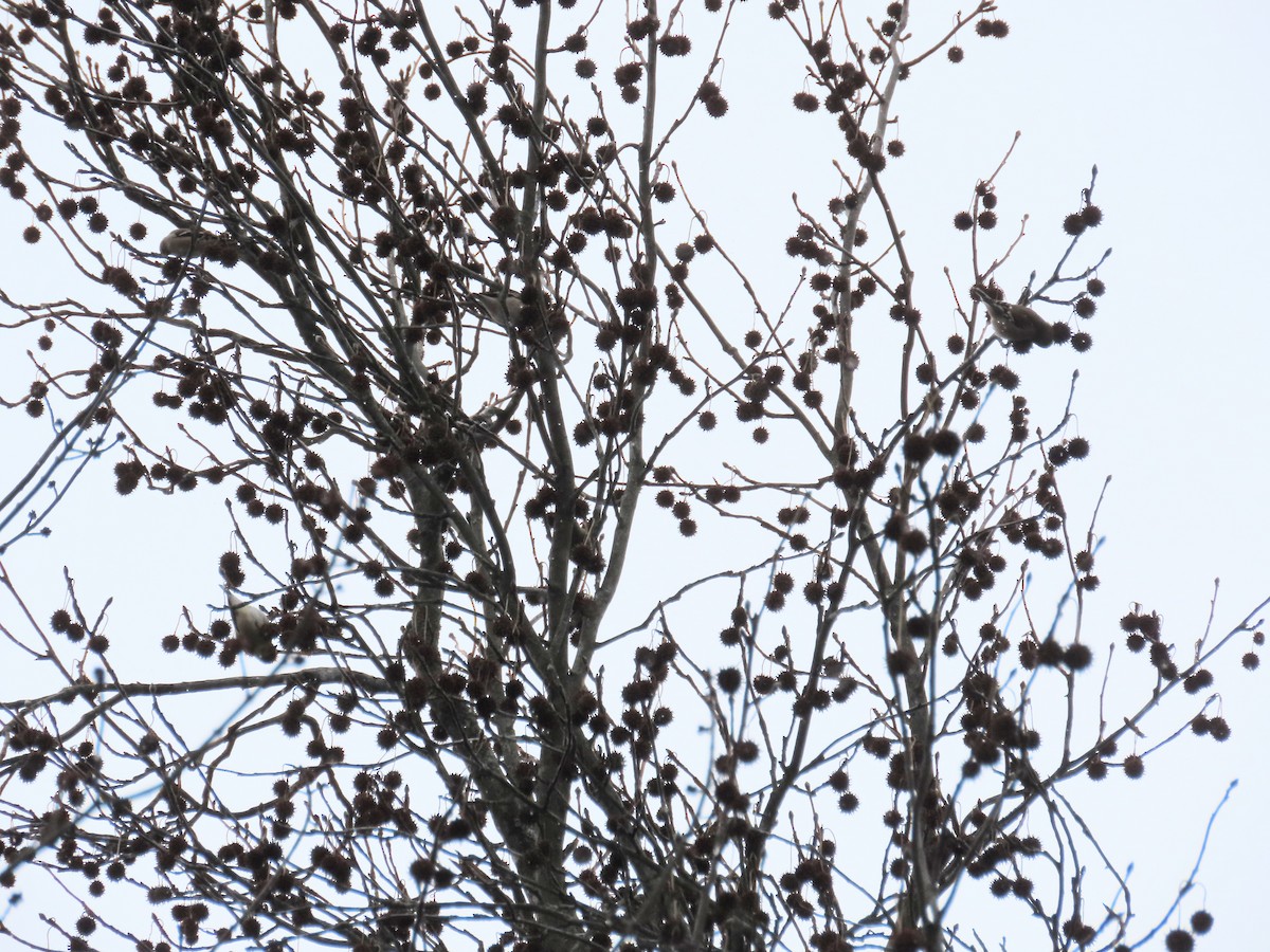 American Goldfinch - ML613233714