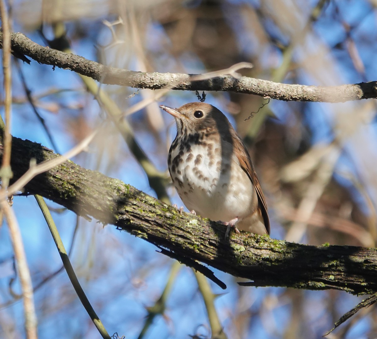 Hermit Thrush - ML613233747