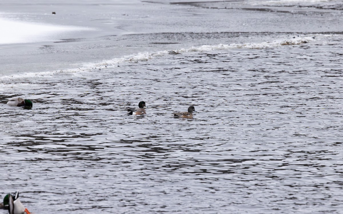 American Wigeon - Brad Argue