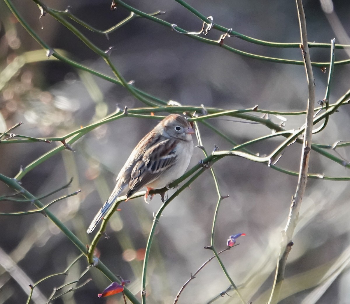 Field Sparrow - ML613233754