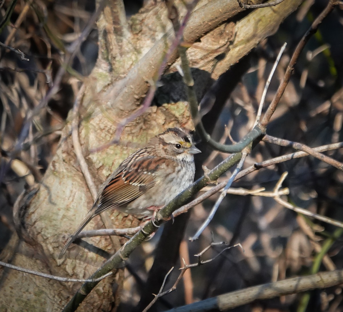 White-throated Sparrow - ML613233756