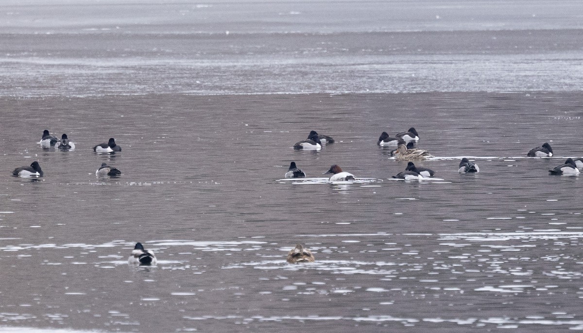 Canvasback - ML613233762