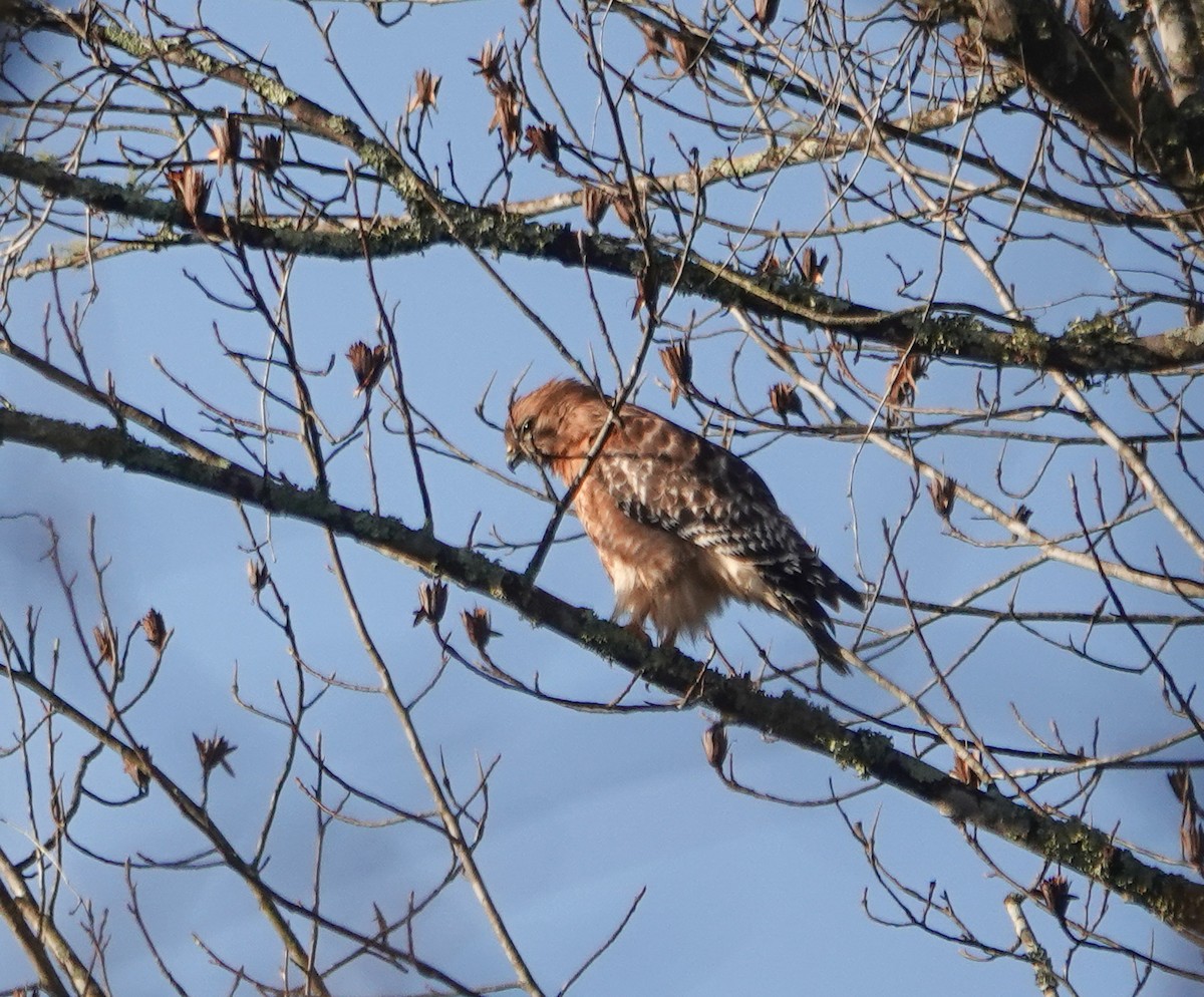 Red-shouldered Hawk - ML613233778