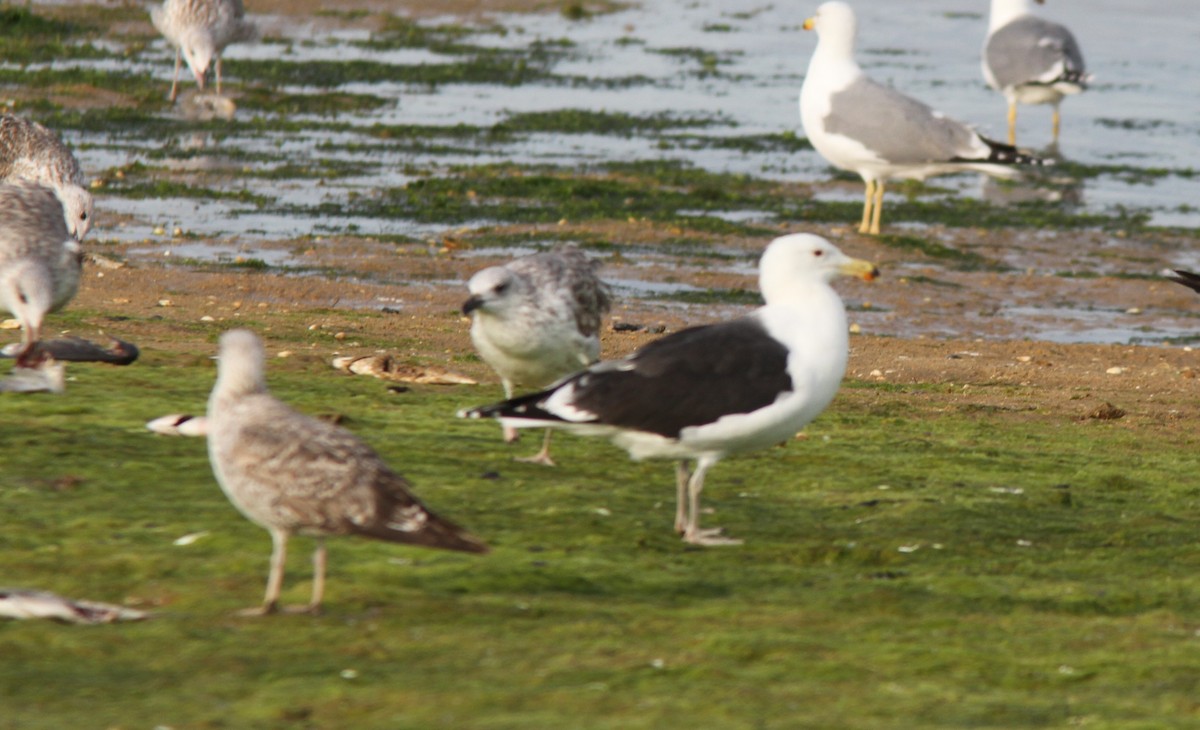 Great Black-backed Gull - ML613233786