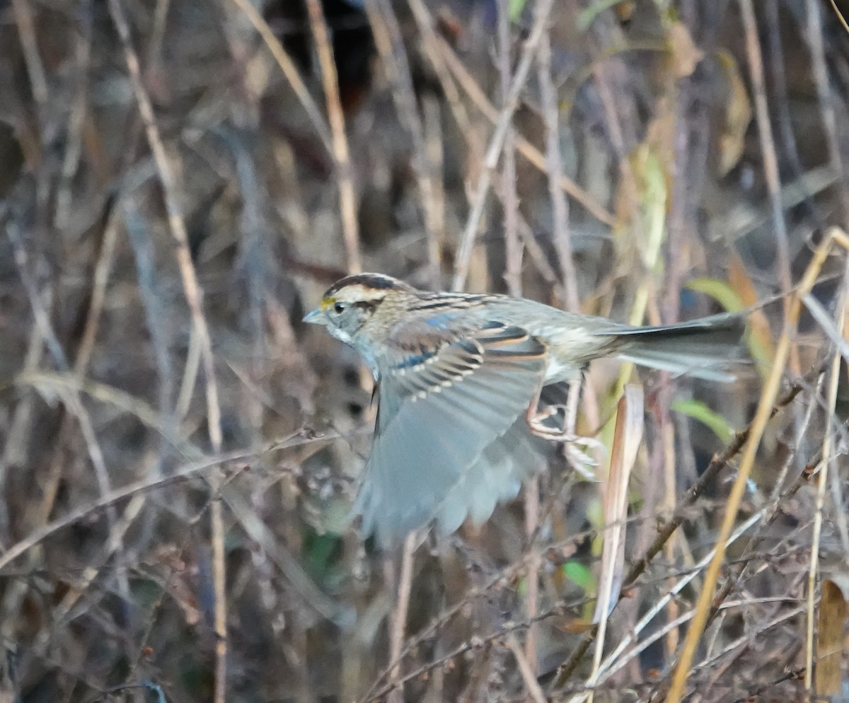 White-throated Sparrow - ML613233795