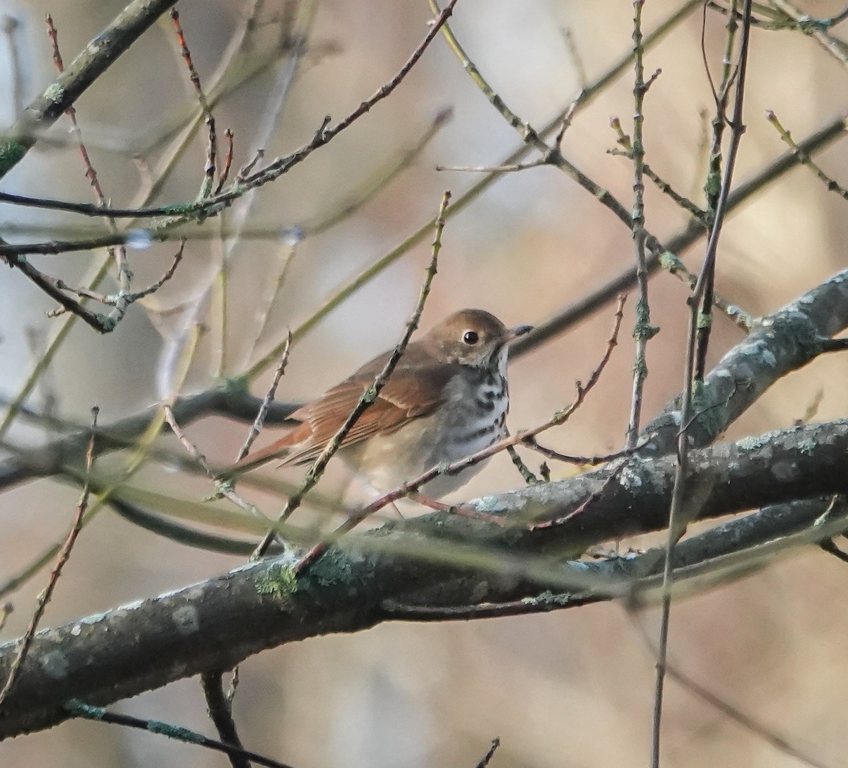 Hermit Thrush - Dave Hart