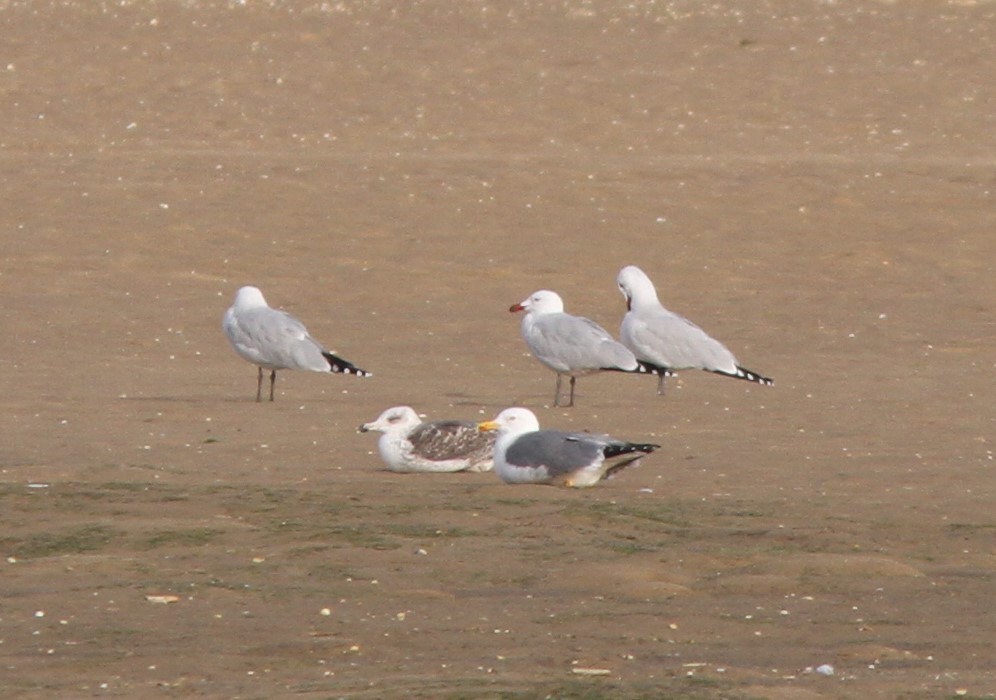 Audouin's Gull - Jeff copner