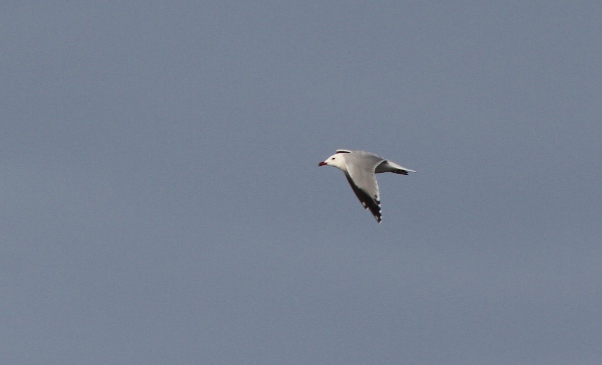 Audouin's Gull - ML613233815