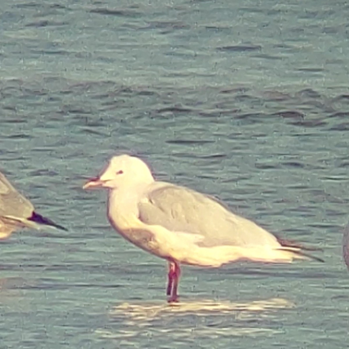 Slender-billed Gull - ML613233833