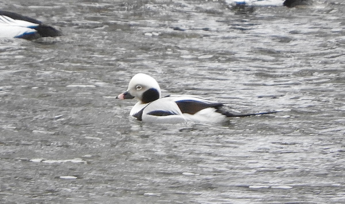 Long-tailed Duck - Sue Plankis