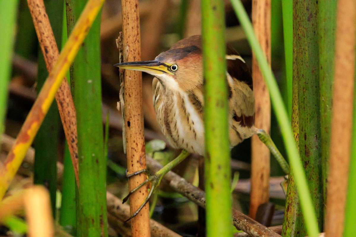 Least Bittern - ML613233927