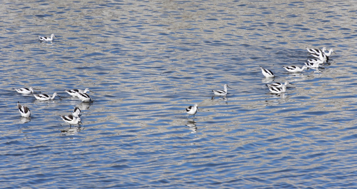 Avocette d'Amérique - ML613233962