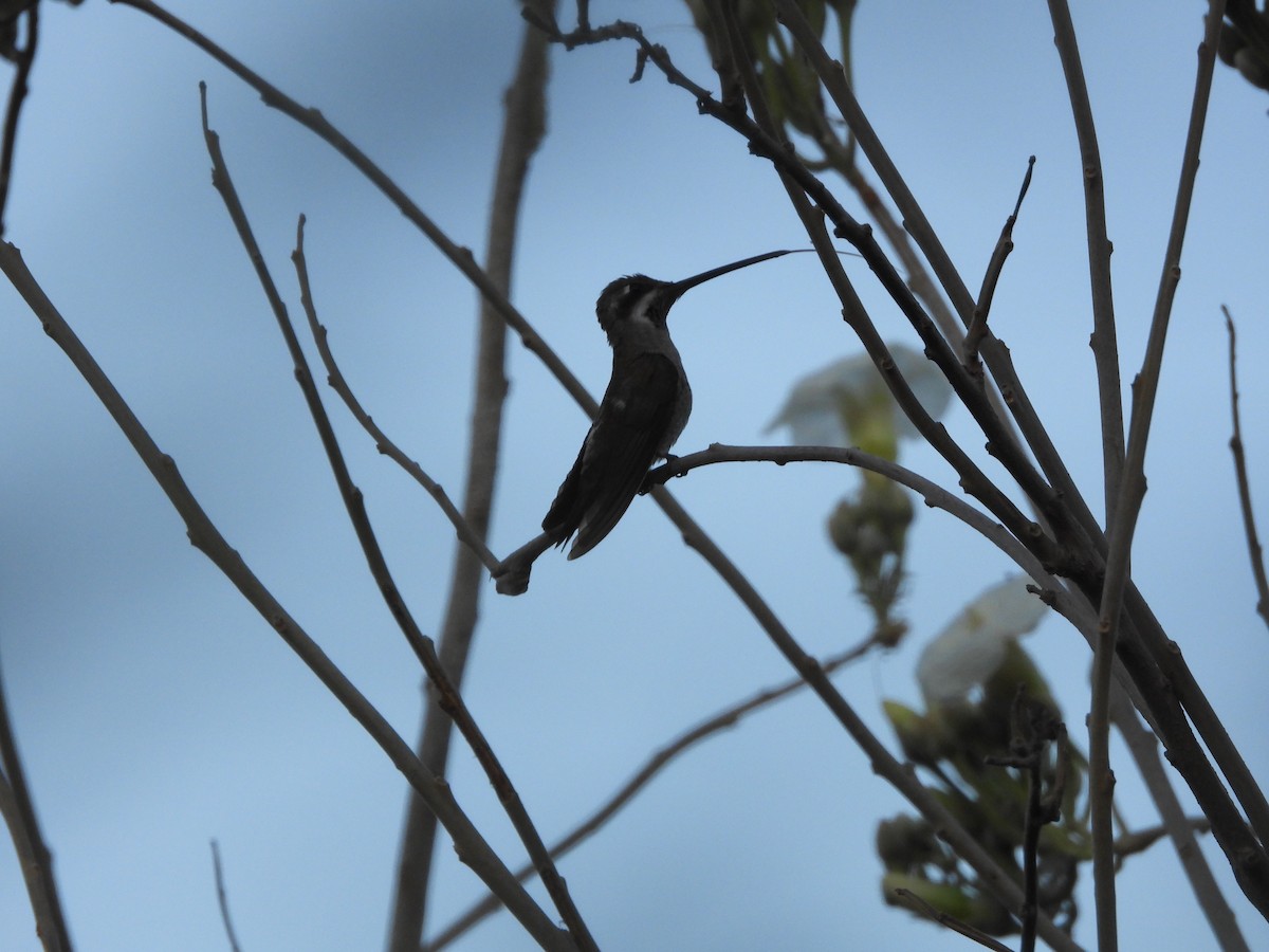 Plain-capped Starthroat - ML613234098