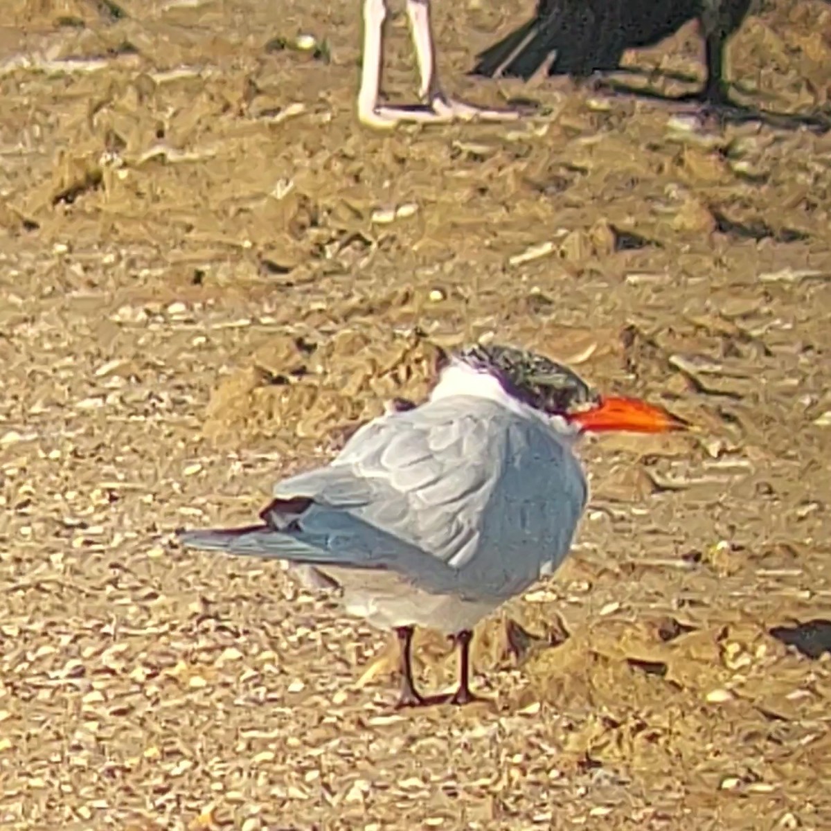 Caspian Tern - ML613234108