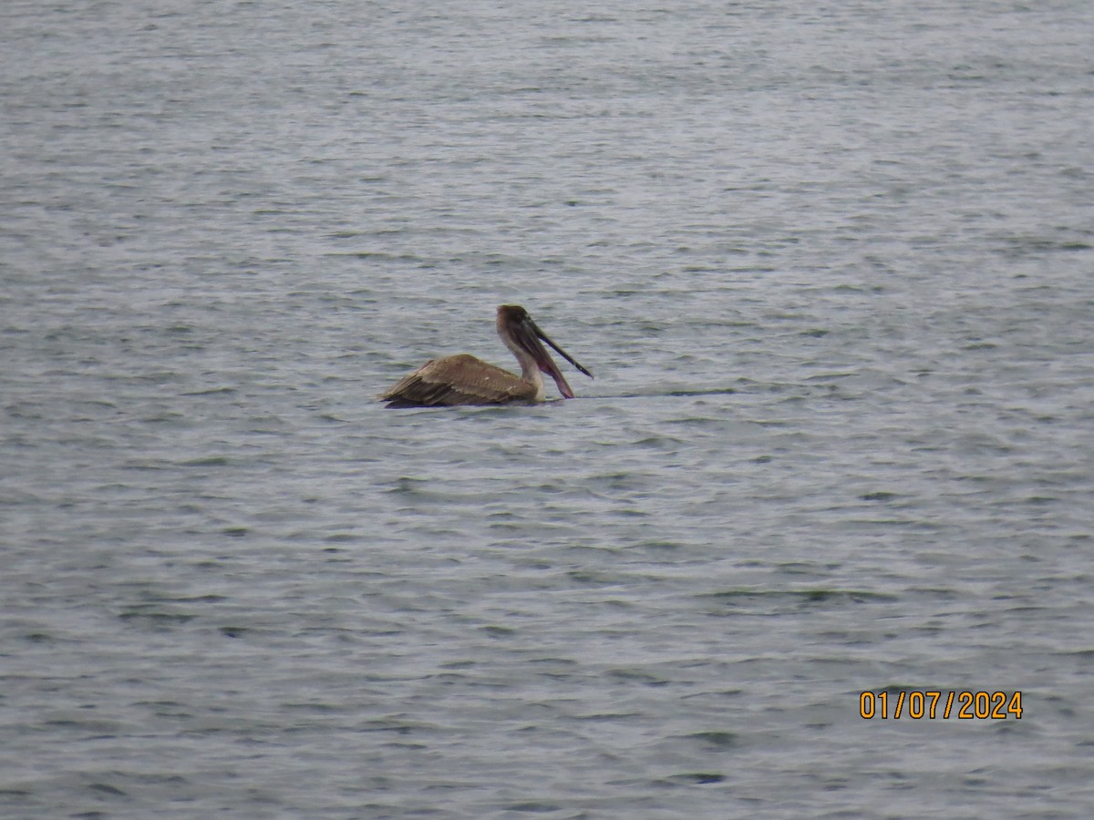 Brown Pelican - ML613234149