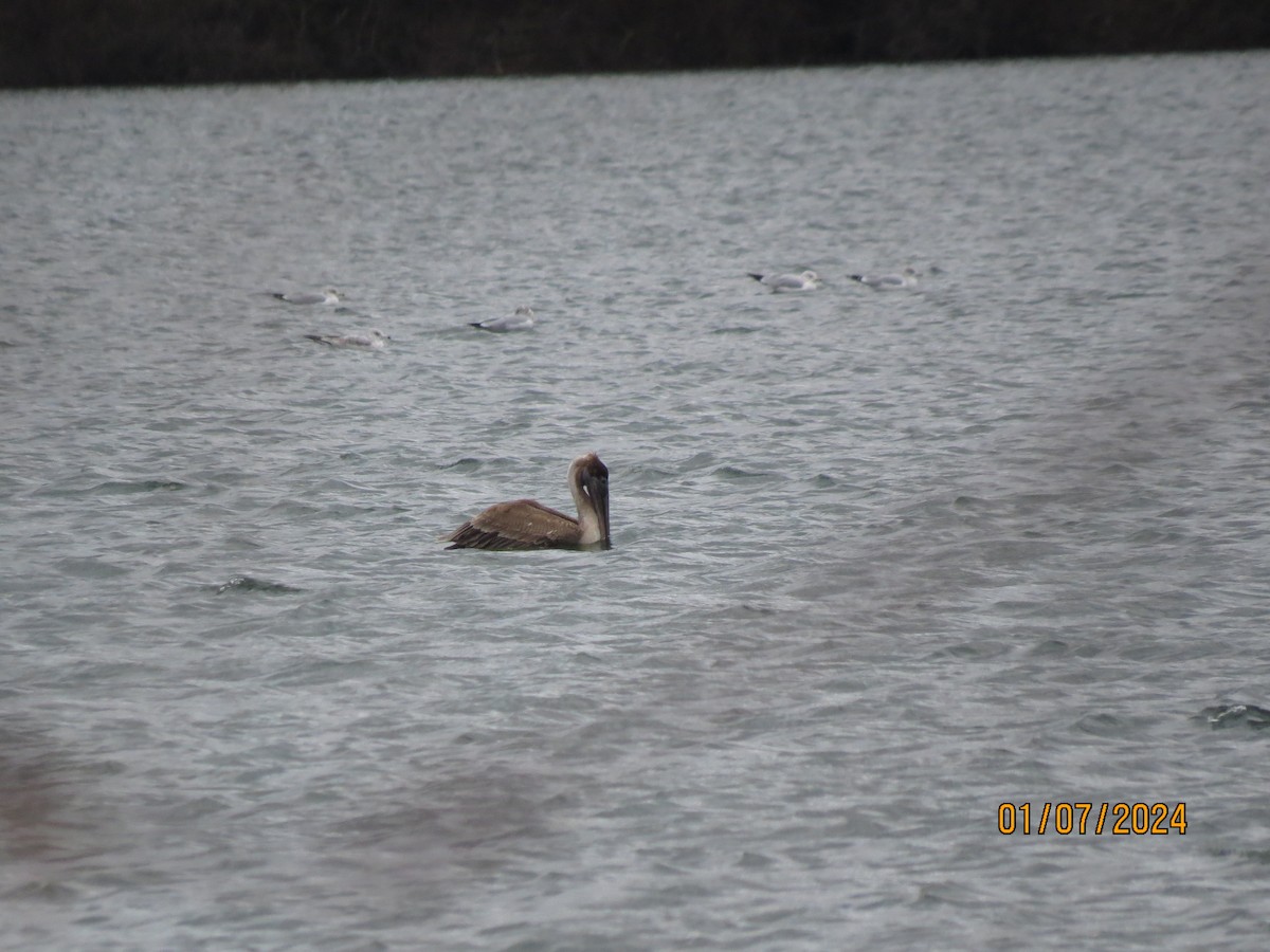 Brown Pelican - ML613234159