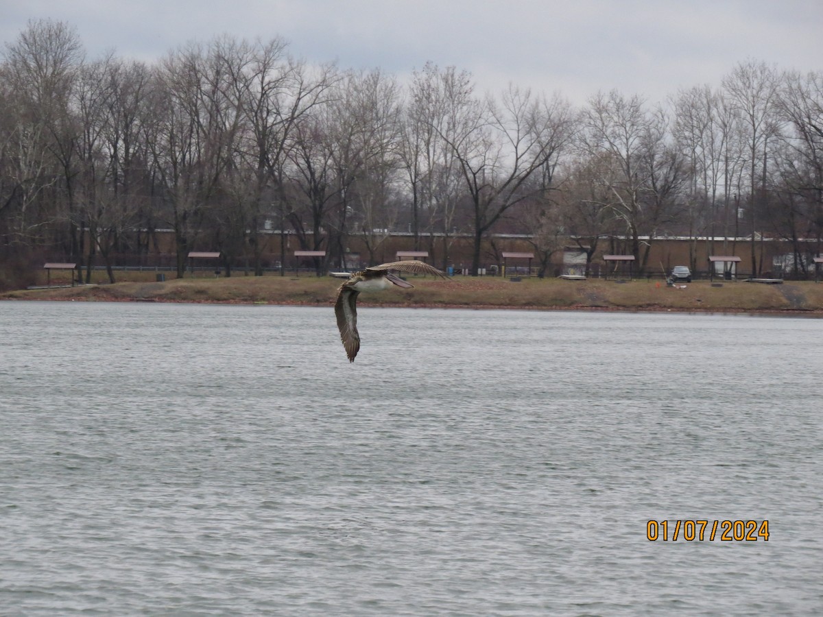 Brown Pelican - ML613234163