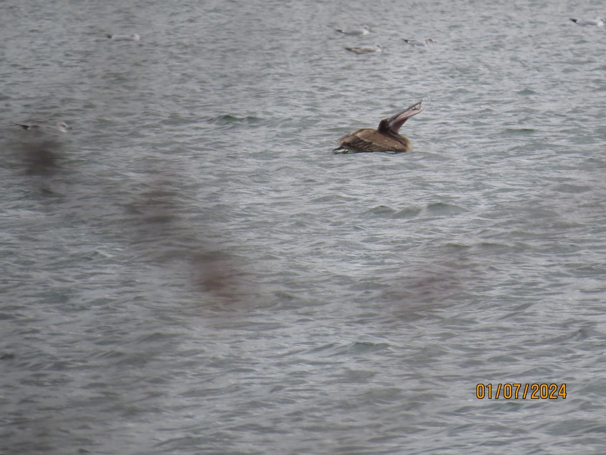 Brown Pelican - ML613234164